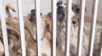 “Several dogs of different sizes and colors standing behind metal bars in an animal shelter kennel. Some dogs are looking forward while others appear to be barking or howling. The setting is indoors with tiled walls and bedding on the floor.”
