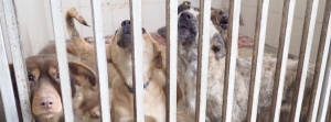 “Several dogs of different sizes and colors standing behind metal bars in an animal shelter kennel. Some dogs are looking forward while others appear to be barking or howling. The setting is indoors with tiled walls and bedding on the floor.”
