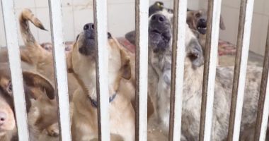 “Several dogs of different sizes and colors standing behind metal bars in an animal shelter kennel. Some dogs are looking forward while others appear to be barking or howling. The setting is indoors with tiled walls and bedding on the floor.”