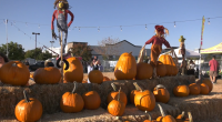 A pumpkin patch display features stacks of hay bales topped with large orange pumpkins and colorful scarecrows dressed in fall attire. People are seen enjoying the sunny day, with one person taking a photo among the pumpkins. String lights hang overhead, and tents and trees are visible in the background, creating a festive autumn atmosphere.