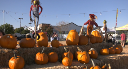 A pumpkin patch display features stacks of hay bales topped with large orange pumpkins and colorful scarecrows dressed in fall attire. People are seen enjoying the sunny day, with one person taking a photo among the pumpkins. String lights hang overhead, and tents and trees are visible in the background, creating a festive autumn atmosphere.
