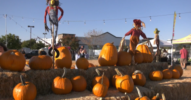A pumpkin patch display features stacks of hay bales topped with large orange pumpkins and colorful scarecrows dressed in fall attire. People are seen enjoying the sunny day, with one person taking a photo among the pumpkins. String lights hang overhead, and tents and trees are visible in the background, creating a festive autumn atmosphere.