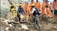 A group of rescue workers wearing helmets and protective gear work together at a disaster site covered in dirt and debris. Two rescuers in the foreground assist a search-and-rescue dog, while several others in orange and yellow suits observe in the background. The scene appears to be part of a coordinated search or training operation in a rugged outdoor environment.