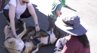 A woman wearing a white shirt and sunglasses is kneeling on the ground, petting two dogs lying on their backs with their bellies exposed. A young child in a green shirt stands nearby, looking down at the dogs. Another person is sitting on the ground in the foreground, wearing a wide-brimmed sun hat, with their back to the camera. The setting appears to be a paved outdoor area on a sunny day.