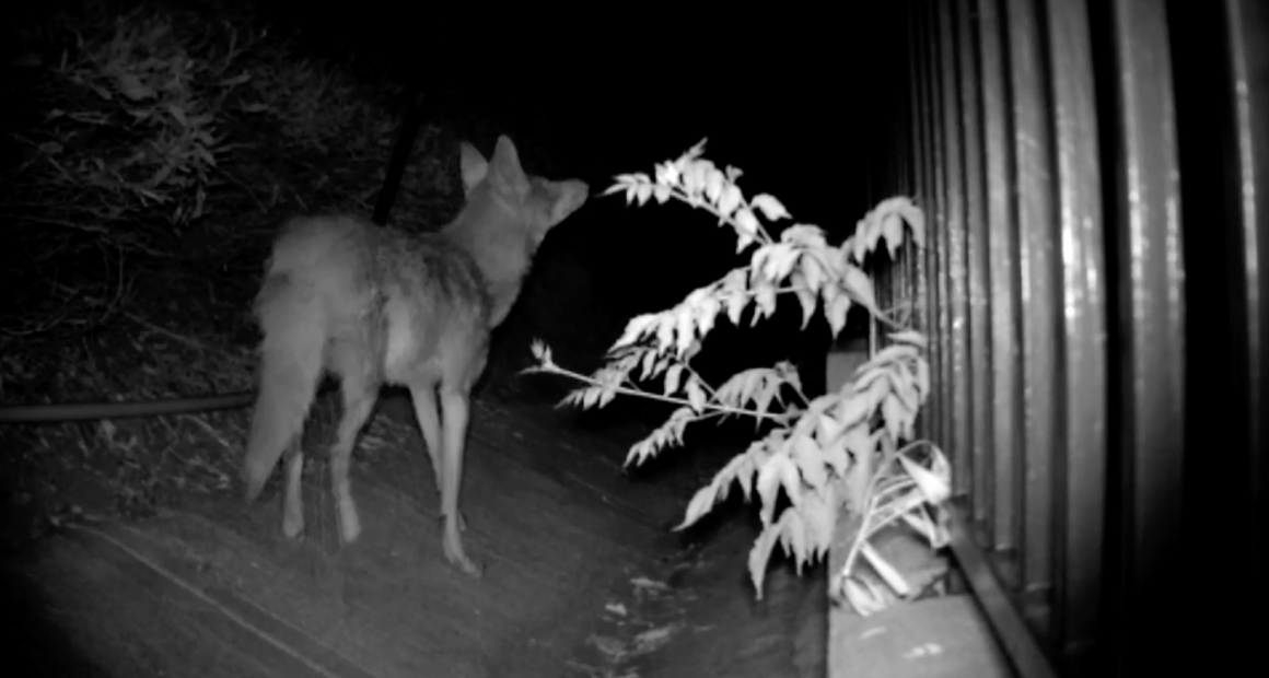 A black-and-white night vision image shows a coyote standing on a path beside a metal fence, looking into the darkness. A plant with light-colored leaves is in the foreground, illuminated by the camera’s infrared light.
