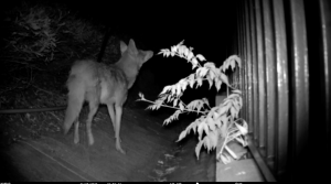A black-and-white night vision image shows a coyote standing on a path beside a metal fence, looking into the darkness. A plant with light-colored leaves is in the foreground, illuminated by the camera’s infrared light.