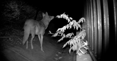 A black-and-white night vision image shows a coyote standing on a path beside a metal fence, looking into the darkness. A plant with light-colored leaves is in the foreground, illuminated by the camera’s infrared light.