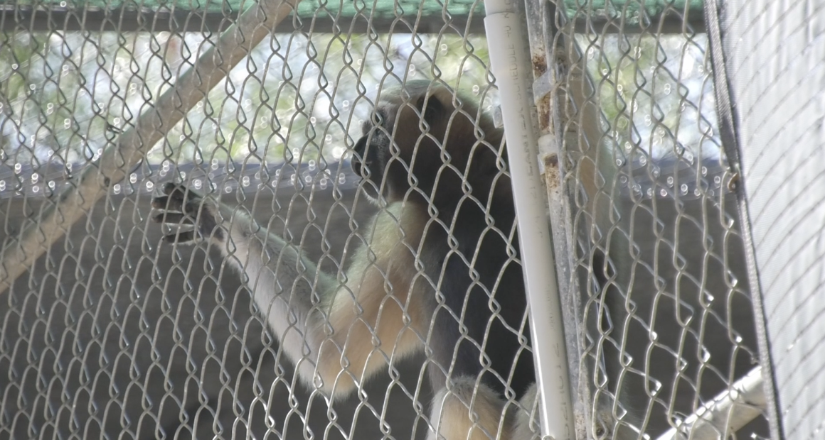 A gibbon with dark fur on its head and chest, and lighter fur on its arms and lower body, is clinging to a chain-link fence in an outdoor enclosure. The gibbon is facing away from the viewer and to the right, looking out through the fence. Sunlight creates a bright background with some bokeh effect visible through the wire mesh.
