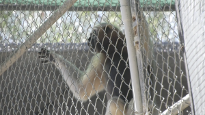 A gibbon with dark fur on its head and chest, and lighter fur on its arms and lower body, is clinging to a chain-link fence in an outdoor enclosure. The gibbon is facing away from the viewer and to the right, looking out through the fence. Sunlight creates a bright background with some bokeh effect visible through the wire mesh.