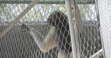 A gibbon with dark fur on its head and chest, and lighter fur on its arms and lower body, is clinging to a chain-link fence in an outdoor enclosure. The gibbon is facing away from the viewer and to the right, looking out through the fence. Sunlight creates a bright background with some bokeh effect visible through the wire mesh.