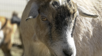 A close-up, slightly low-angle photograph of a light brown and tan goat's head and face. The goat has distinctive black and gray markings around its snout and forehead, with light brown eyes. Its ears are drooping slightly. Another out-of-focus goat is visible in the background to the left.