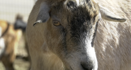 A close-up, slightly low-angle photograph of a light brown and tan goat's head and face. The goat has distinctive black and gray markings around its snout and forehead, with light brown eyes. Its ears are drooping slightly. Another out-of-focus goat is visible in the background to the left.