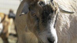 A close-up, slightly low-angle photograph of a light brown and tan goat's head and face. The goat has distinctive black and gray markings around its snout and forehead, with light brown eyes. Its ears are drooping slightly. Another out-of-focus goat is visible in the background to the left.