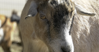 A close-up, slightly low-angle photograph of a light brown and tan goat's head and face. The goat has distinctive black and gray markings around its snout and forehead, with light brown eyes. Its ears are drooping slightly. Another out-of-focus goat is visible in the background to the left.