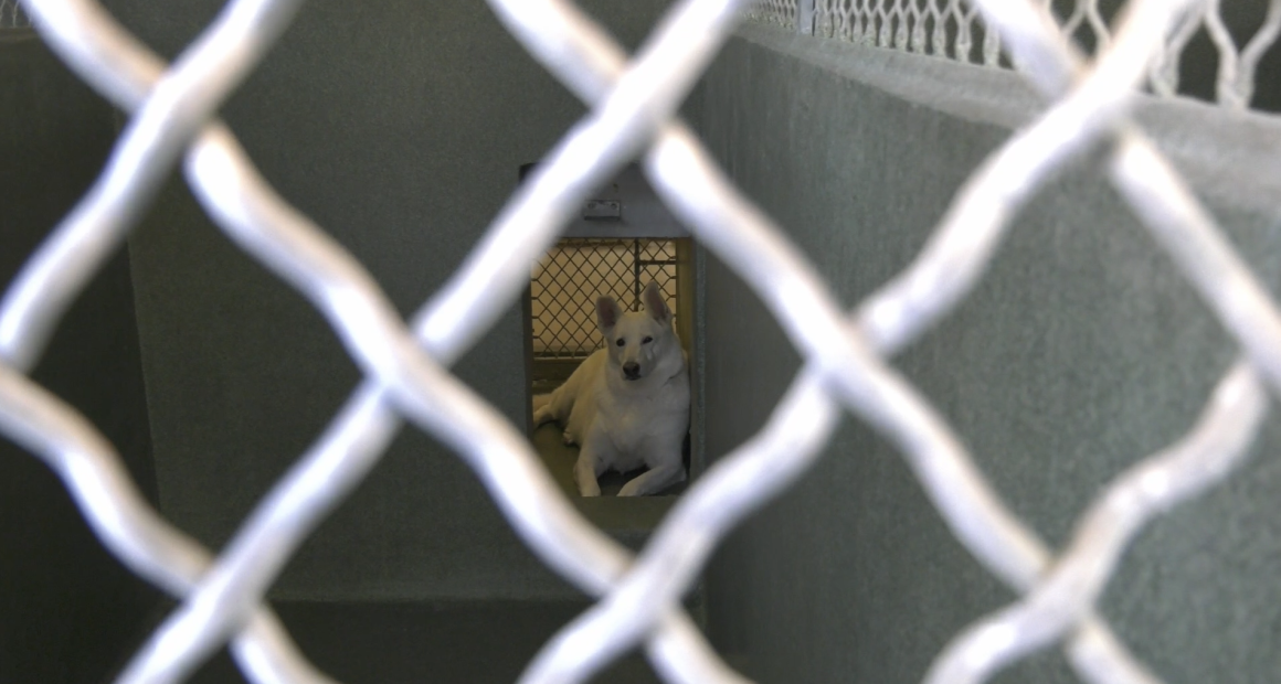 **Alt text:** A white dog lies on the floor inside a concrete kennel, viewed through a chain-link fence in the foreground. The dog is positioned in a smaller back area of the kennel, looking toward the camera with its ears perked up.