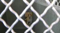 **Alt text:** A white dog lies on the floor inside a concrete kennel, viewed through a chain-link fence in the foreground. The dog is positioned in a smaller back area of the kennel, looking toward the camera with its ears perked up.