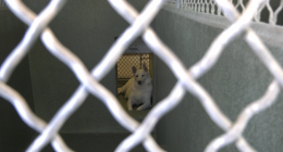 **Alt text:** A white dog lies on the floor inside a concrete kennel, viewed through a chain-link fence in the foreground. The dog is positioned in a smaller back area of the kennel, looking toward the camera with its ears perked up.