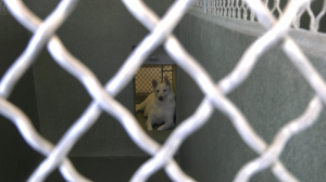 **Alt text:** A white dog lies on the floor inside a concrete kennel, viewed through a chain-link fence in the foreground. The dog is positioned in a smaller back area of the kennel, looking toward the camera with its ears perked up.