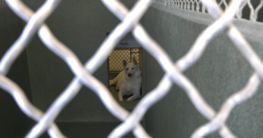 **Alt text:** A white dog lies on the floor inside a concrete kennel, viewed through a chain-link fence in the foreground. The dog is positioned in a smaller back area of the kennel, looking toward the camera with its ears perked up.