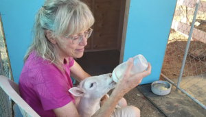 A woman with glasses sits inside an animal enclosure, gently bottle-feeding a young lamb, with a blue shelter wall and feeding bowls visible nearby.