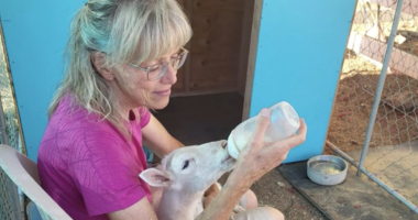 A woman with glasses sits inside an animal enclosure, gently bottle-feeding a young lamb, with a blue shelter wall and feeding bowls visible nearby.