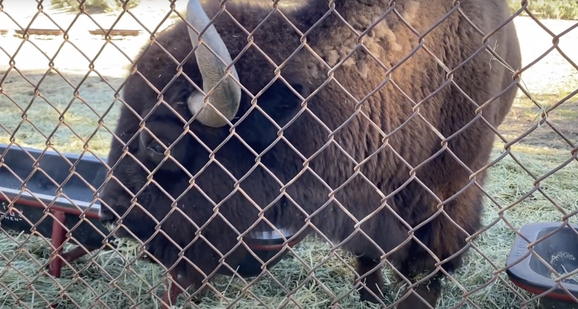 Alt text: A large brown bison stands behind a chain-link fence, lowering its head to eat hay from a feeding trough inside an enclosure.