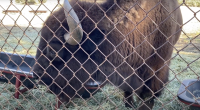 Alt text: A large brown bison stands behind a chain-link fence, lowering its head to eat hay from a feeding trough inside an enclosure.