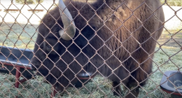 Alt text: A large brown bison stands behind a chain-link fence, lowering its head to eat hay from a feeding trough inside an enclosure.