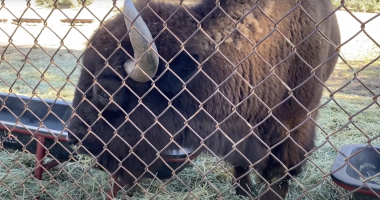Alt text: A large brown bison stands behind a chain-link fence, lowering its head to eat hay from a feeding trough inside an enclosure.