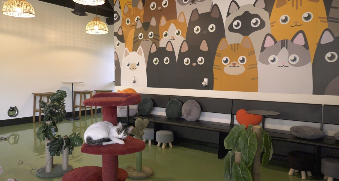 A cozy, modern cat lounge with a colorful wall mural of cartoon cats. A real cat rests on a red multi-level cat tree in the foreground, surrounded by plants, stools, and seating along the wall under warm hanging lights.