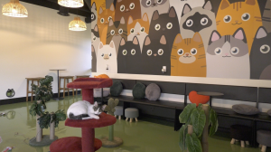 A cozy, modern cat lounge with a colorful wall mural of cartoon cats. A real cat rests on a red multi-level cat tree in the foreground, surrounded by plants, stools, and seating along the wall under warm hanging lights.