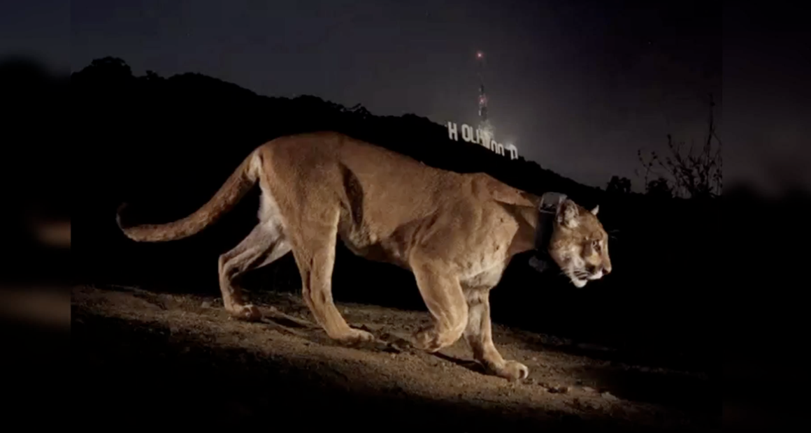 A side profile of a mountain lion (cougar) with a tracking collar prowling across a dirt path at night. In the dark background, the illuminated Hollywood sign is visible on a hillside under a night sky.
