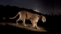 A side profile of a mountain lion (cougar) with a tracking collar prowling across a dirt path at night. In the dark background, the illuminated Hollywood sign is visible on a hillside under a night sky.