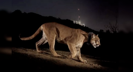 A side profile of a mountain lion (cougar) with a tracking collar prowling across a dirt path at night. In the dark background, the illuminated Hollywood sign is visible on a hillside under a night sky.