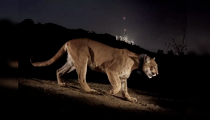 A side profile of a mountain lion (cougar) with a tracking collar prowling across a dirt path at night. In the dark background, the illuminated Hollywood sign is visible on a hillside under a night sky.