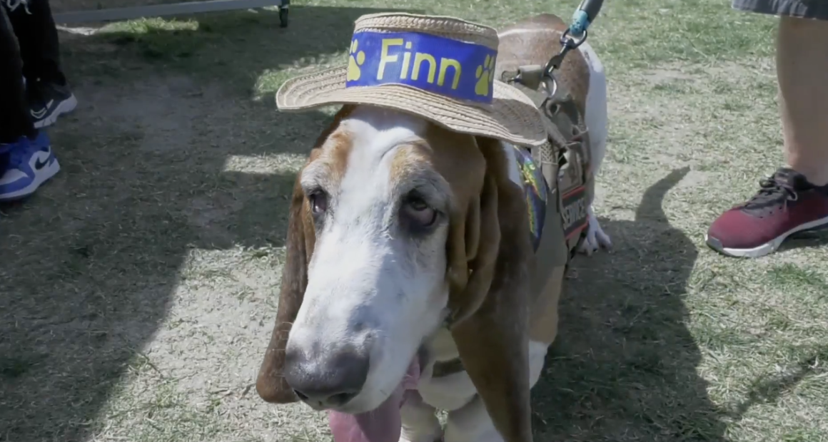 A close-up shot of a Basset Hound standing on a patch of grass and dirt. The dog has characteristic long, drooping ears and a white, tan, and black coat. He is wearing a small straw hat with a blue ribbon that says Finn in yellow letters, flanked by two yellow paw prints. He is also wearing a brown tactical-style service harness with a leash attached. His tongue is slightly lolled out to the side, and his soulful, drooping eyes are looking toward the camera. Parts of people's legs and shoes are visible in the background, suggesting he is in a public outdoor space.