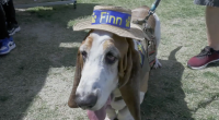 A close-up shot of a Basset Hound standing on a patch of grass and dirt. The dog has characteristic long, drooping ears and a white, tan, and black coat. He is wearing a small straw hat with a blue ribbon that says Finn in yellow letters, flanked by two yellow paw prints. He is also wearing a brown tactical-style service harness with a leash attached. His tongue is slightly lolled out to the side, and his soulful, drooping eyes are looking toward the camera. Parts of people's legs and shoes are visible in the background, suggesting he is in a public outdoor space.