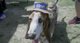 A close-up shot of a Basset Hound standing on a patch of grass and dirt. The dog has characteristic long, drooping ears and a white, tan, and black coat. He is wearing a small straw hat with a blue ribbon that says Finn in yellow letters, flanked by two yellow paw prints. He is also wearing a brown tactical-style service harness with a leash attached. His tongue is slightly lolled out to the side, and his soulful, drooping eyes are looking toward the camera. Parts of people's legs and shoes are visible in the background, suggesting he is in a public outdoor space.
