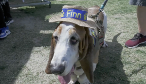 A close-up shot of a Basset Hound standing on a patch of grass and dirt. The dog has characteristic long, drooping ears and a white, tan, and black coat. He is wearing a small straw hat with a blue ribbon that says Finn in yellow letters, flanked by two yellow paw prints. He is also wearing a brown tactical-style service harness with a leash attached. His tongue is slightly lolled out to the side, and his soulful, drooping eyes are looking toward the camera. Parts of people's legs and shoes are visible in the background, suggesting he is in a public outdoor space.
