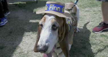 A close-up shot of a Basset Hound standing on a patch of grass and dirt. The dog has characteristic long, drooping ears and a white, tan, and black coat. He is wearing a small straw hat with a blue ribbon that says Finn in yellow letters, flanked by two yellow paw prints. He is also wearing a brown tactical-style service harness with a leash attached. His tongue is slightly lolled out to the side, and his soulful, drooping eyes are looking toward the camera. Parts of people's legs and shoes are visible in the background, suggesting he is in a public outdoor space.