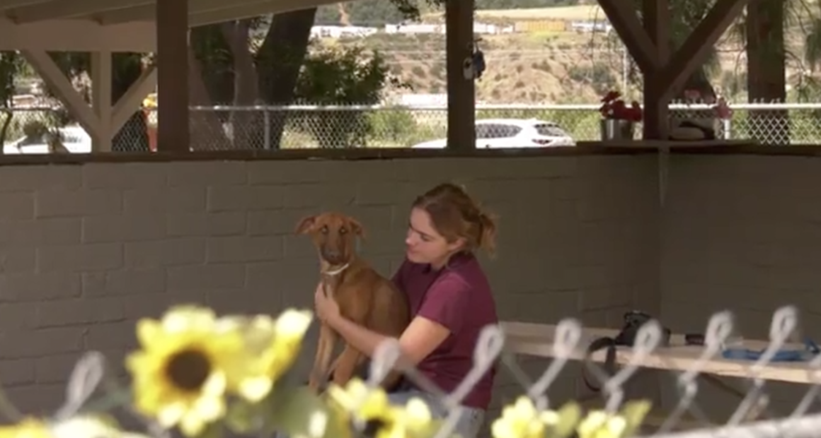 A person sits in a shaded outdoor kennel area, gently holding a brown dog on their lap. A chain-link fence and sunflowers are visible in the foreground, with a hillside and parked cars in the background.
