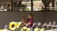 A person sits in a shaded outdoor kennel area, gently holding a brown dog on their lap. A chain-link fence and sunflowers are visible in the foreground, with a hillside and parked cars in the background.