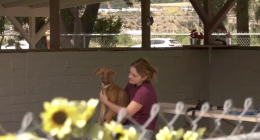 A person sits in a shaded outdoor kennel area, gently holding a brown dog on their lap. A chain-link fence and sunflowers are visible in the foreground, with a hillside and parked cars in the background.