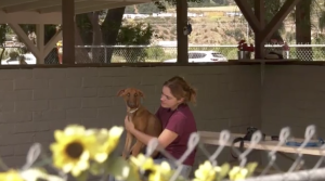 A person sits in a shaded outdoor kennel area, gently holding a brown dog on their lap. A chain-link fence and sunflowers are visible in the foreground, with a hillside and parked cars in the background.
