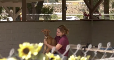 A person sits in a shaded outdoor kennel area, gently holding a brown dog on their lap. A chain-link fence and sunflowers are visible in the foreground, with a hillside and parked cars in the background.