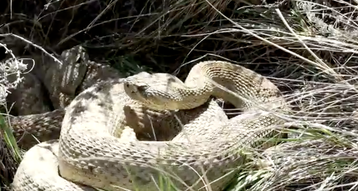A rattlesnake with tan and cream scales coiled tightly among patches of dry, yellowed grass and green sprouts. Its triangular head is slightly raised, showing its dark eye and distinct facial markings.