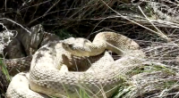 A rattlesnake with tan and cream scales coiled tightly among patches of dry, yellowed grass and green sprouts. Its triangular head is slightly raised, showing its dark eye and distinct facial markings.
