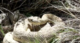A rattlesnake with tan and cream scales coiled tightly among patches of dry, yellowed grass and green sprouts. Its triangular head is slightly raised, showing its dark eye and distinct facial markings.
