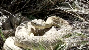 A rattlesnake with tan and cream scales coiled tightly among patches of dry, yellowed grass and green sprouts. Its triangular head is slightly raised, showing its dark eye and distinct facial markings.
